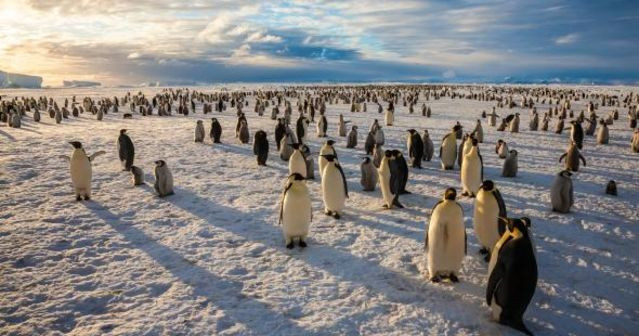 Ross Denizi'nin korunan bir alan olması gerektiğine katılıyor musunuz?