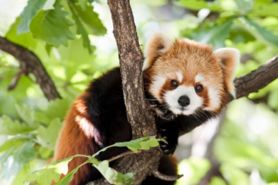 Bu İnanılmaz Sevimli Hayvanlar Tehlike Altında mı?