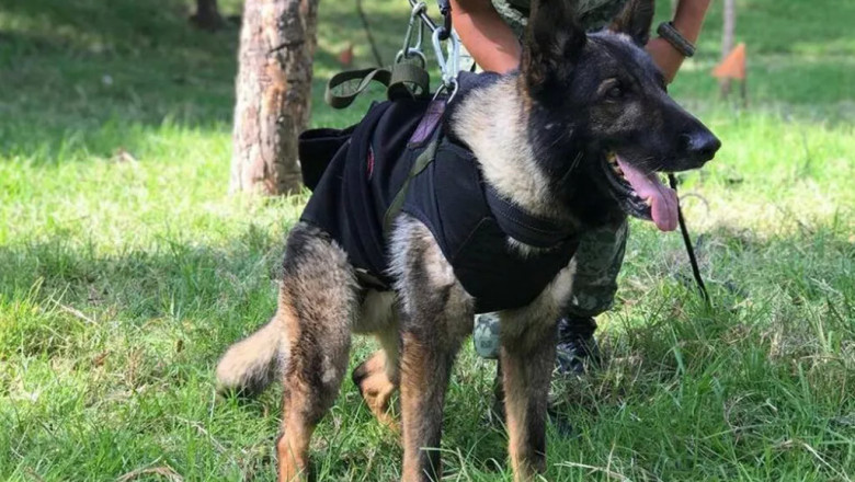 Proteo: Kahramanmaraş Depremi Sırasında Hayatını Kaybeden Arama Kurtarma Köpeği