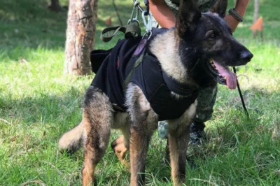 Proteo: Kahramanmaraş Depremi Sırasında Hayatını Kaybeden Arama Kurtarma Köpeği