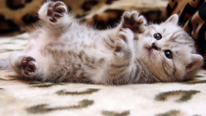 Rüyada Kedi Görmek ve Anlamları