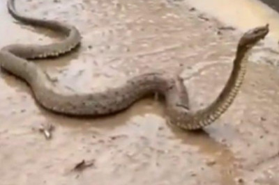 Şanlıurfa Sel Felaketinde Yılanlar Kış Uykusundan Erken Uyandı