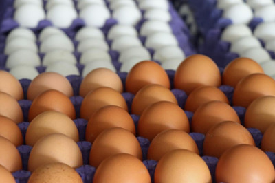 Tayvan, Türkiye'den ithal edilen yumurtalarda kanserojen madde tespit etti