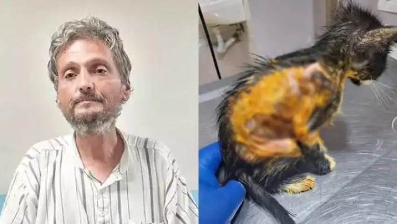 50 Kediyi Yakarak Öldüren Şüpheli Gözaltına Alındı