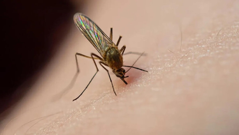 Dünya nüfusunun yarısı dang virüsüne yakalanma riski altında