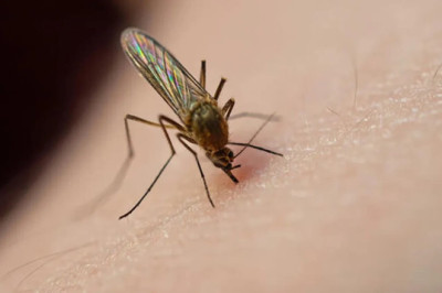 Dünya nüfusunun yarısı dang virüsüne yakalanma riski altında