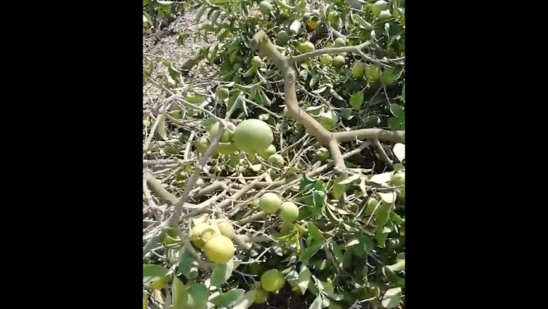 Adana Yüreğir İlçesi Zağarlı Köyü'nde Limon Üreticisinin Zorlu Mücadelesi